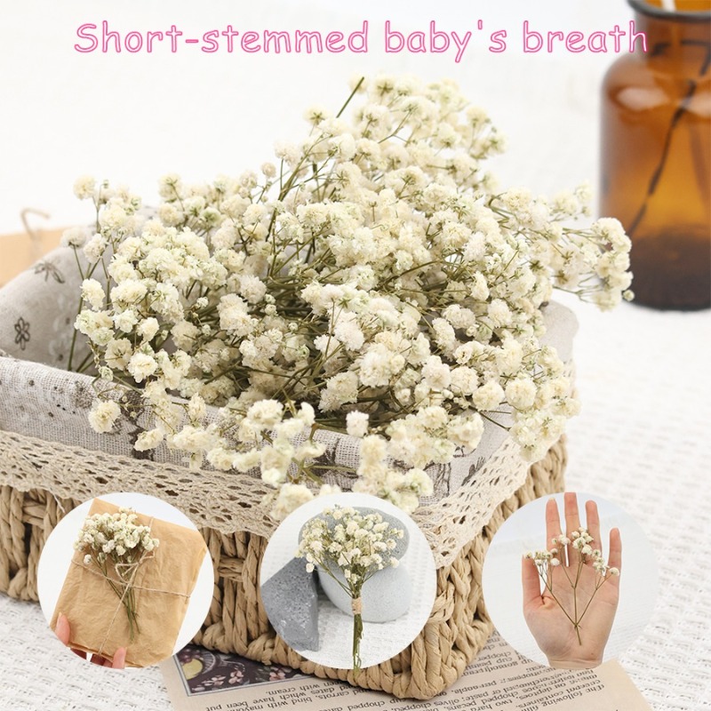 Baby Breath Dried - 50pcs Natural Dried Gypsophila Baby's Breath