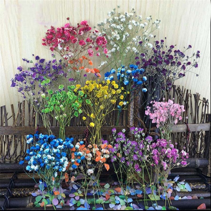 Baby Breath Dried - 60pcs Dried Pressed Absorbed Color Baby's