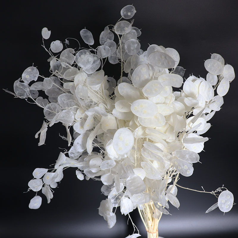 Preserved Lunaria Flowers for  - Eucalyptus Preserved recension och pris