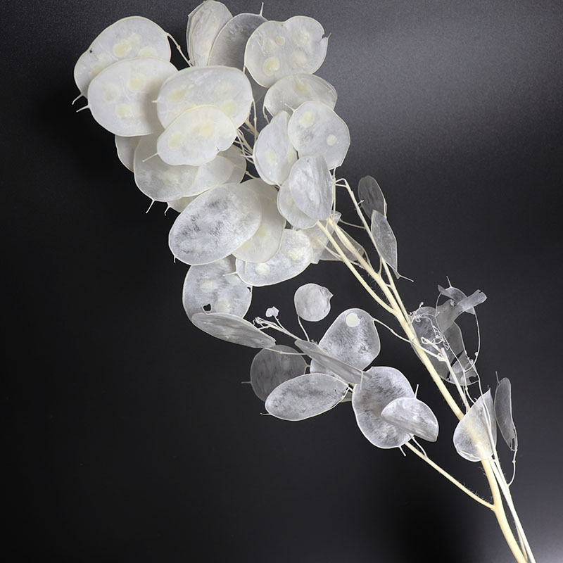 Preserved Lunaria Flowers for  - Eucalyptus Preserved recension och pris