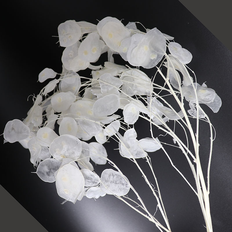 Preserved Lunaria Flowers for  - Eucalyptus Preserved recension och pris