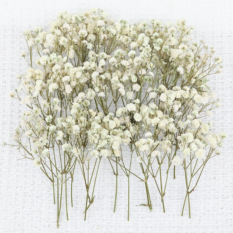 50pcs Natural Dried Gypsophila - Baby Breath Dried recension och pris