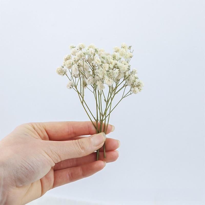 50pcs Natural Dried Gypsophila - Baby Breath Dried recension och pris