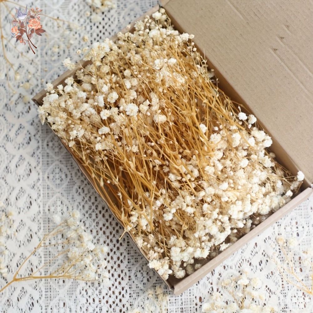 100pcs Mini Dried Baby's Breat - Baby Breath Dried recension och pris
